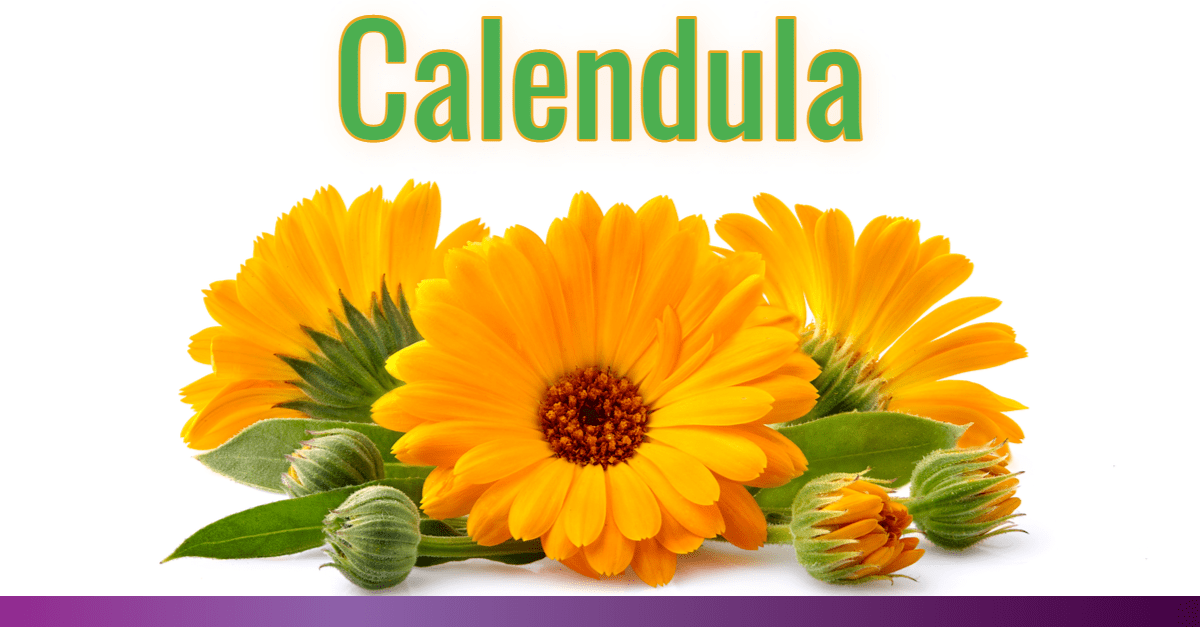 Calendula