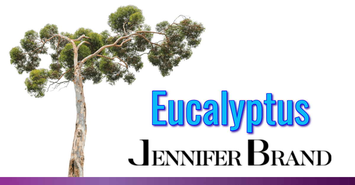 Eucalyptus